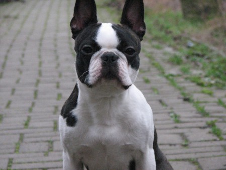 Ebony Kari-Přílepy